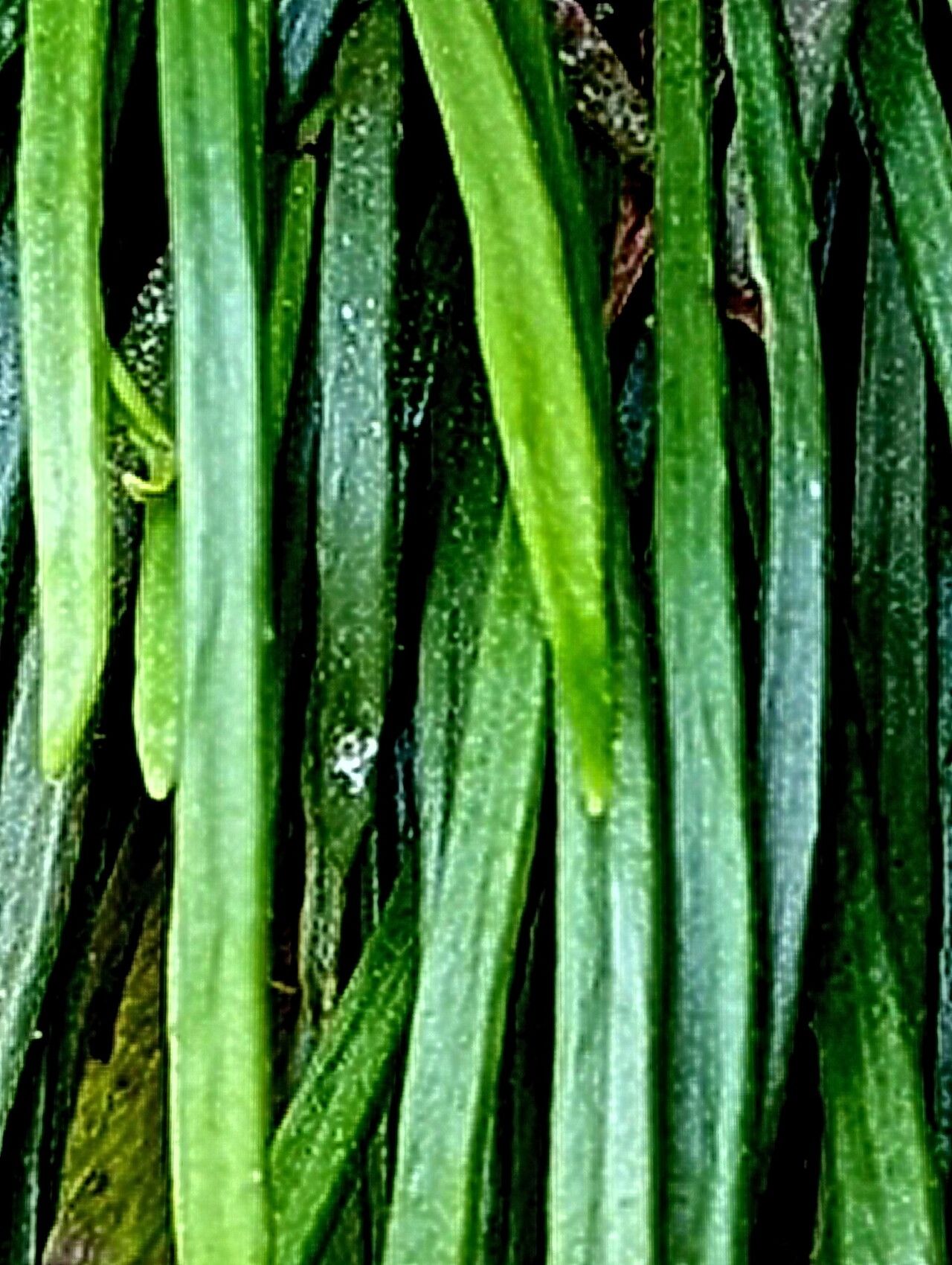 Haplopteris mediosora — houseplant care guide