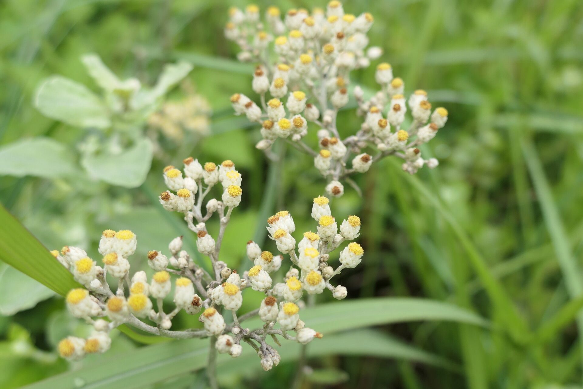 Helichrysum panduratum flower