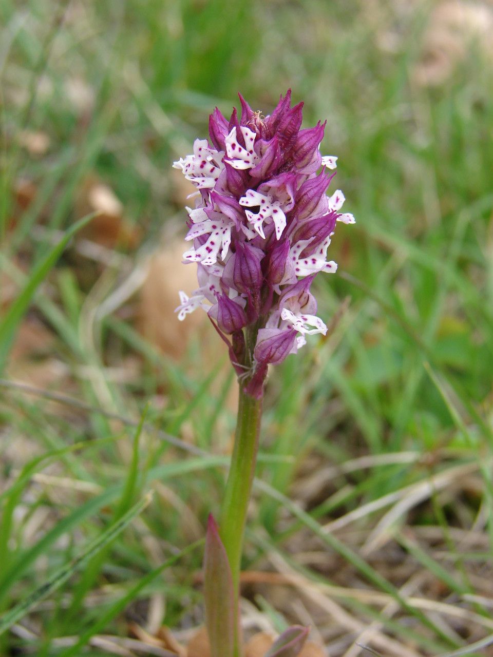 Neotinea x dietrichiana habit