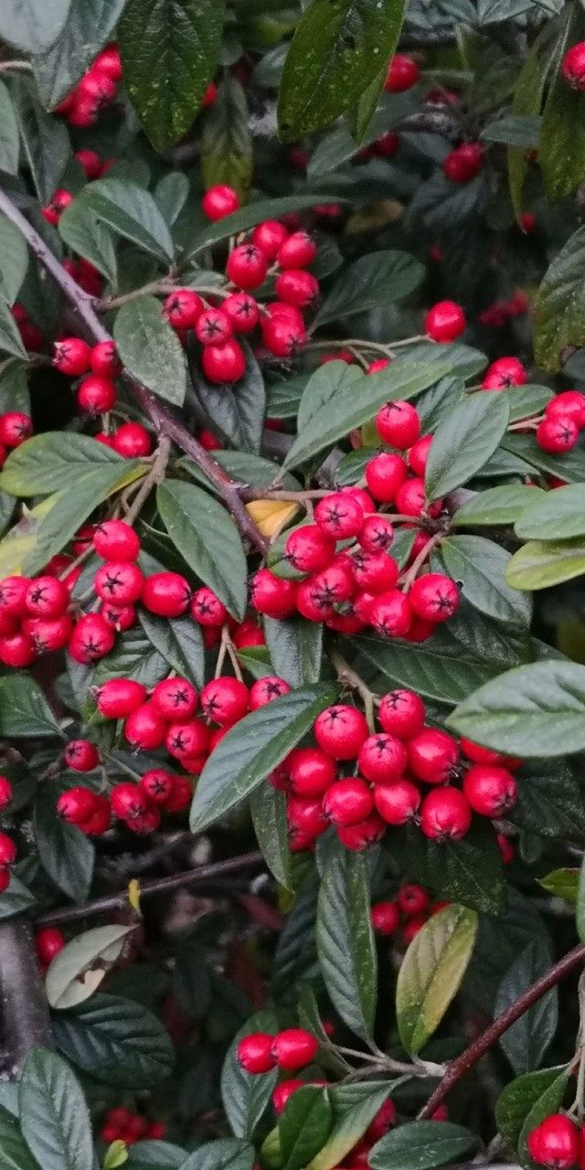 Cotoneaster glabratus fruit