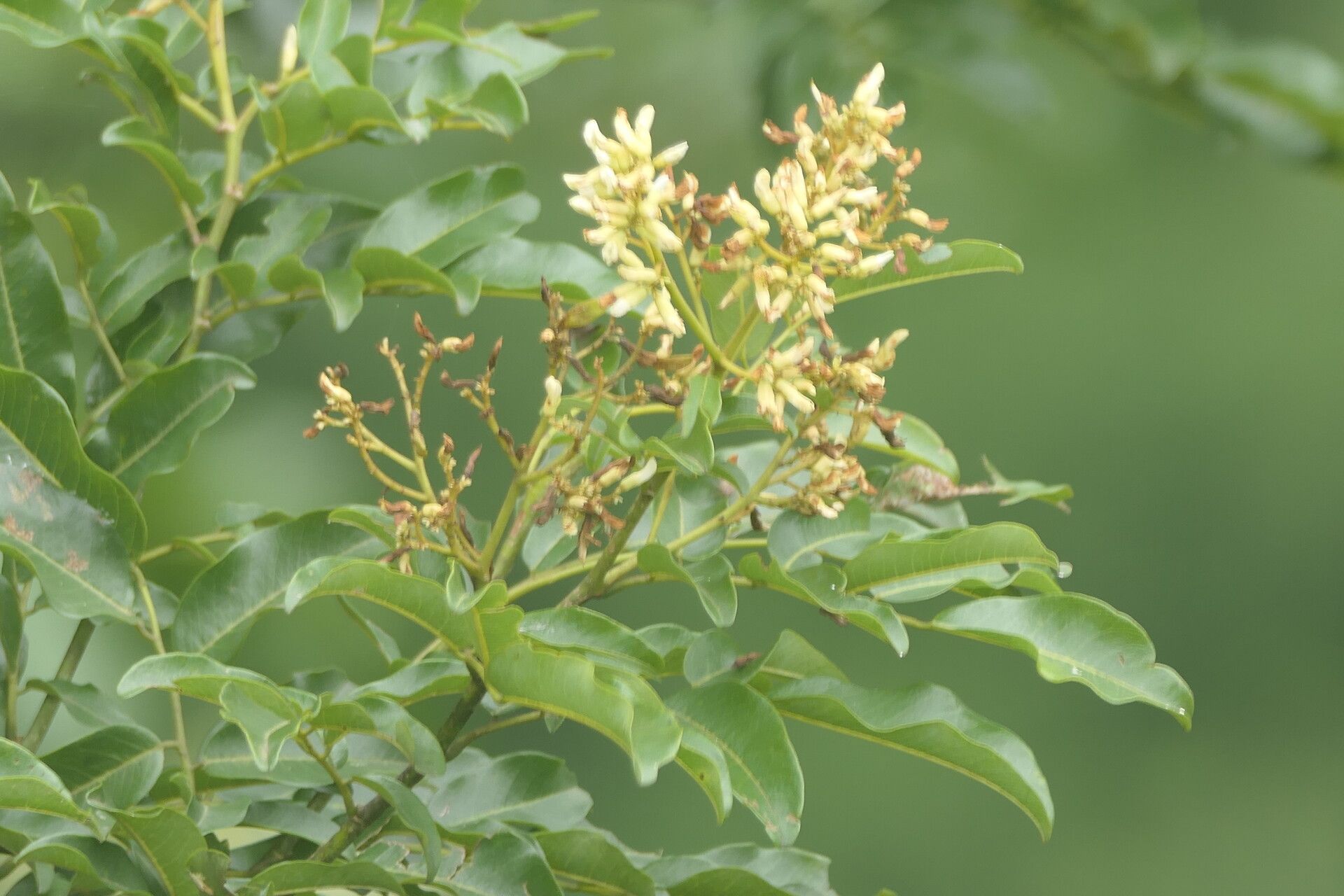 Dalbergia obovata flower