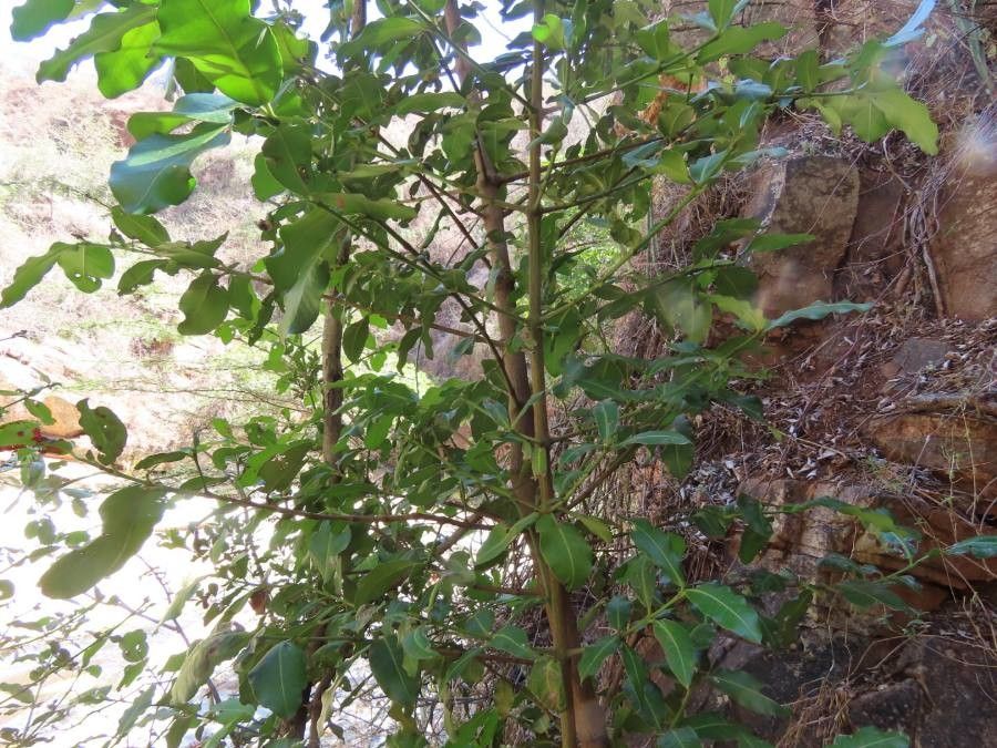 Garcinia livingstonei leaf