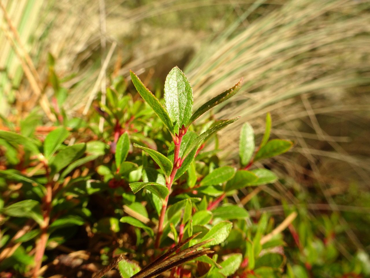 Vaccinium geminiflorum leaf