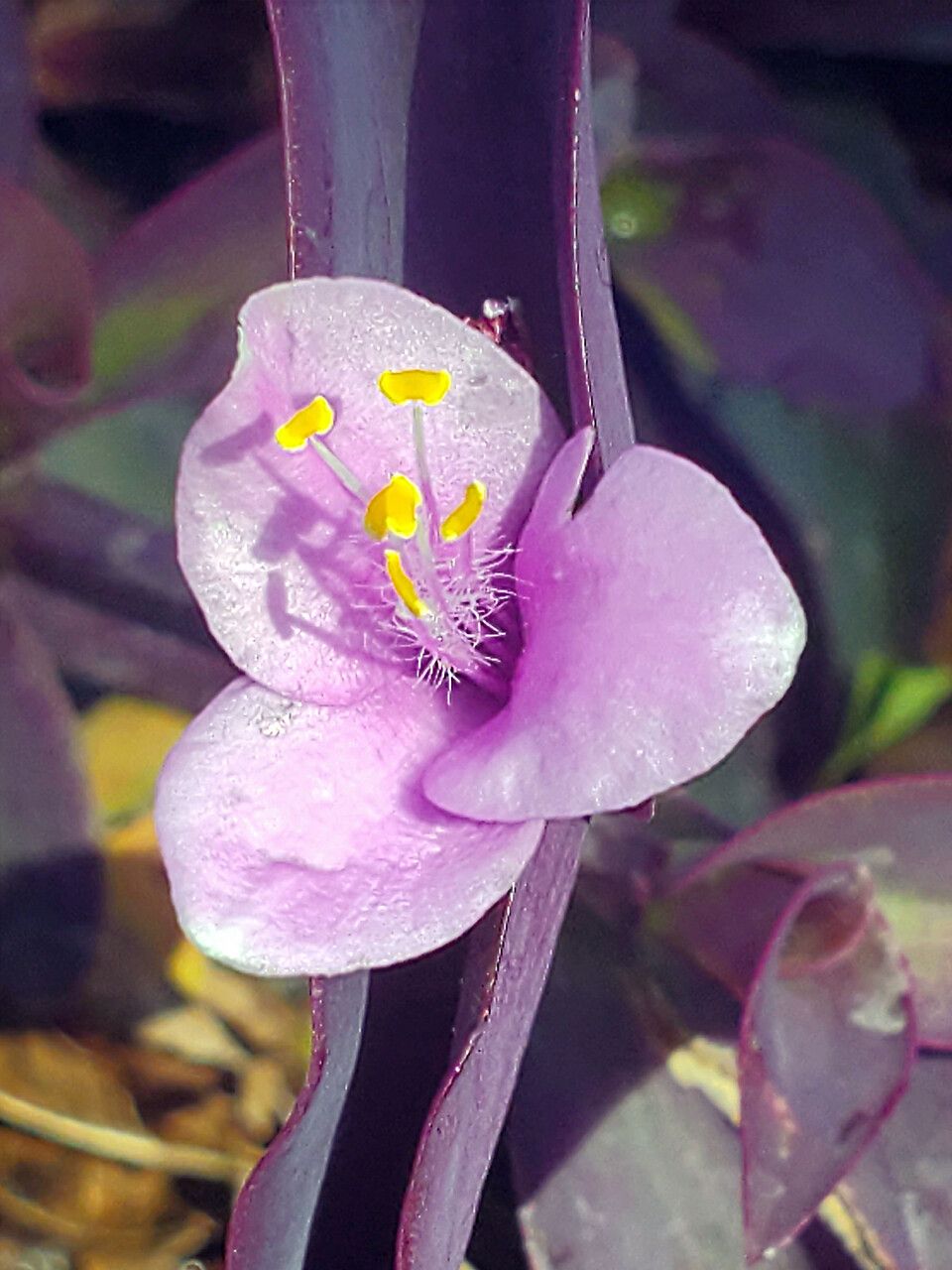 Tradescantia crassifolia flower