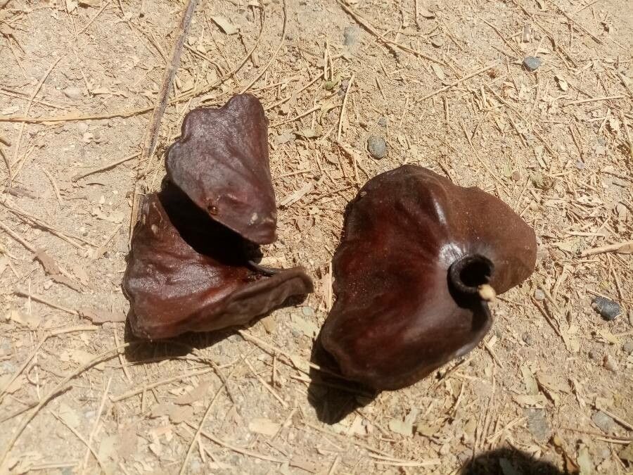 Enterolobium cyclocarpum flower