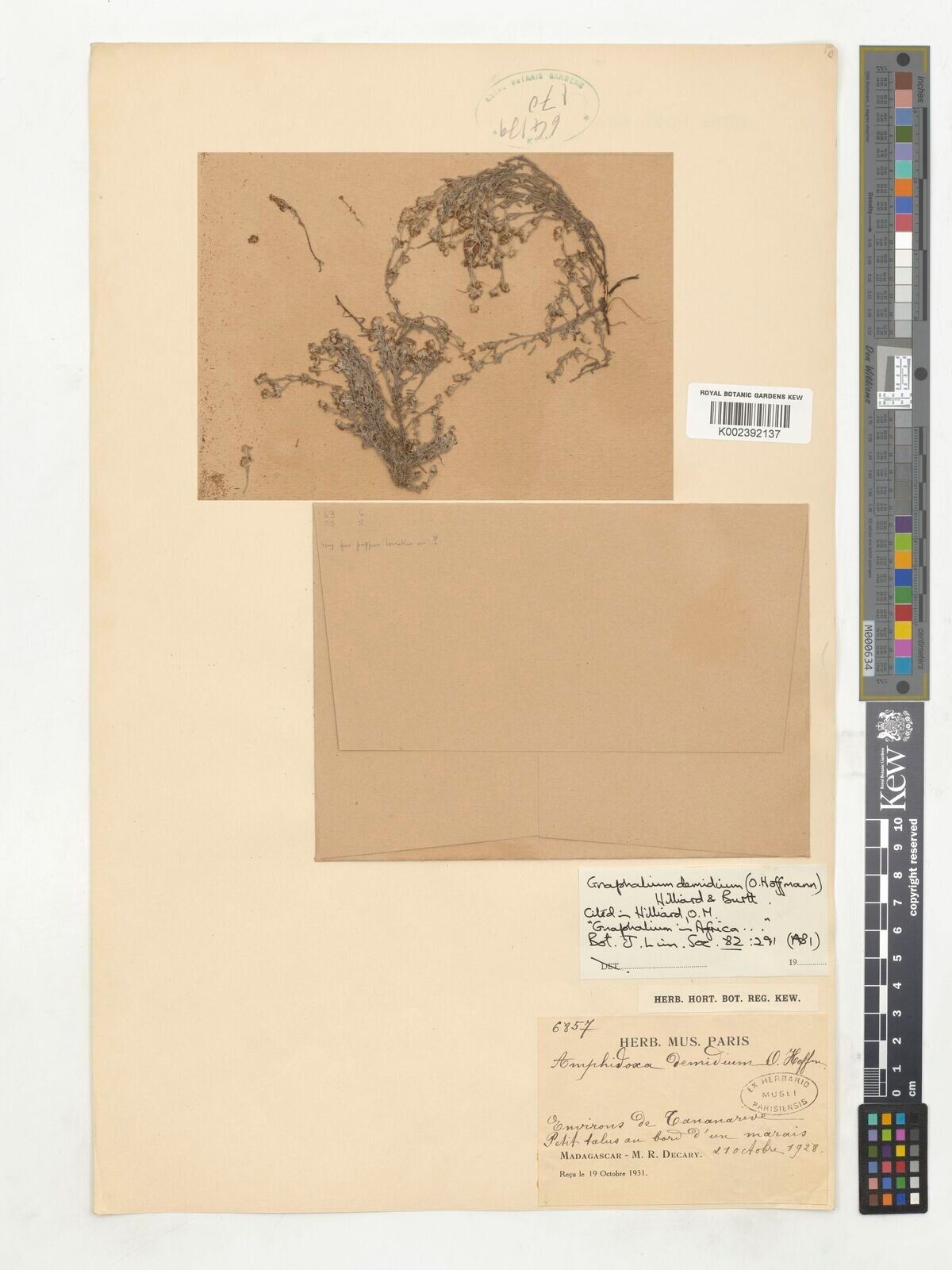 Gnaphalium demidium — houseplant care guide