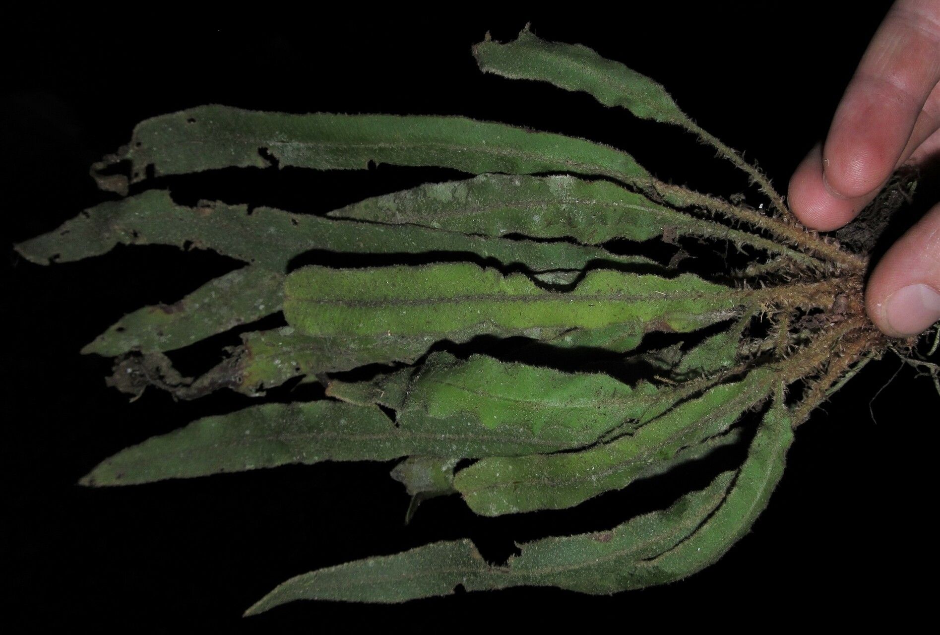 Elaphoglossum kuhnii leaf