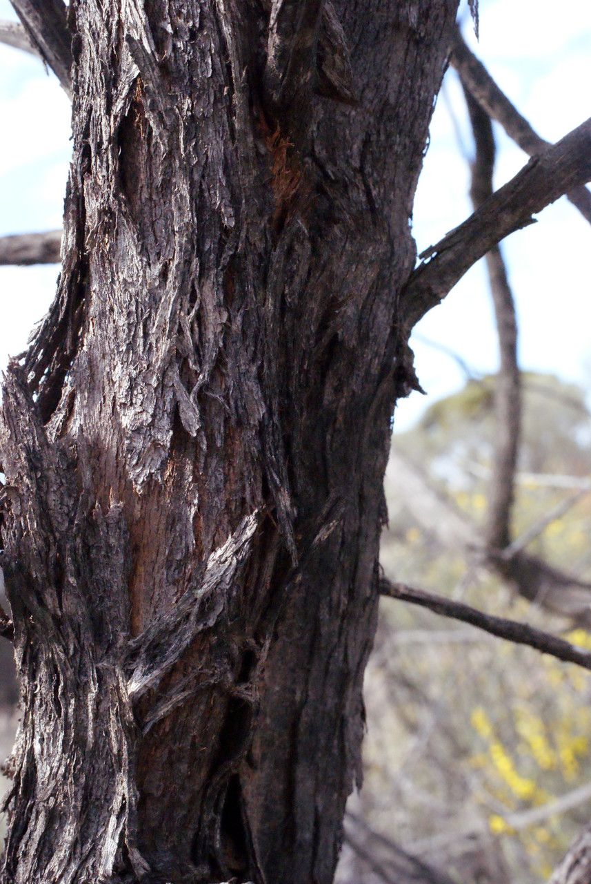 Grevillea excelsior bark