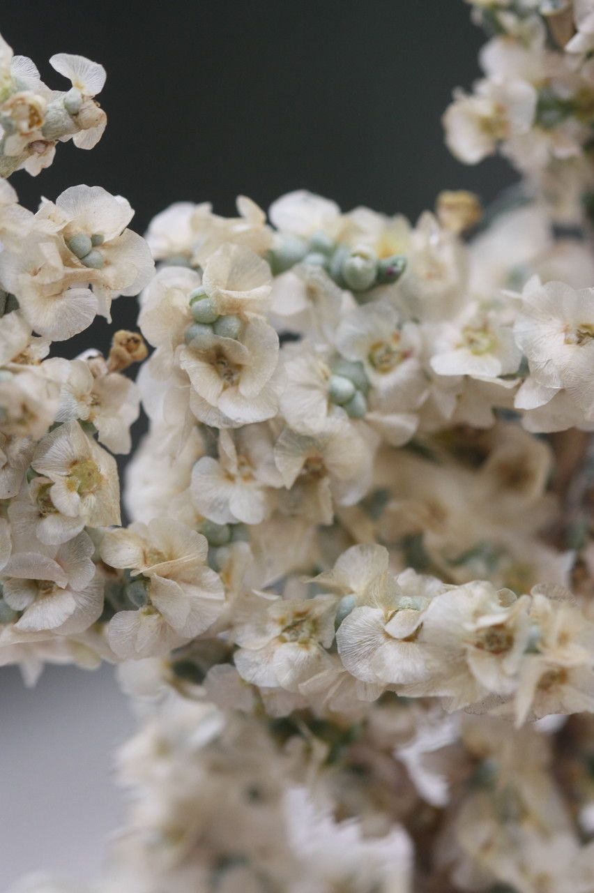 Anabasis oropediorum flower