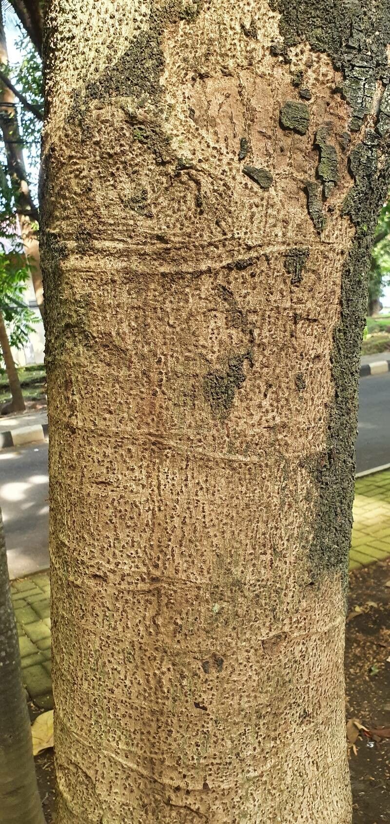 Macaranga gigantea bark