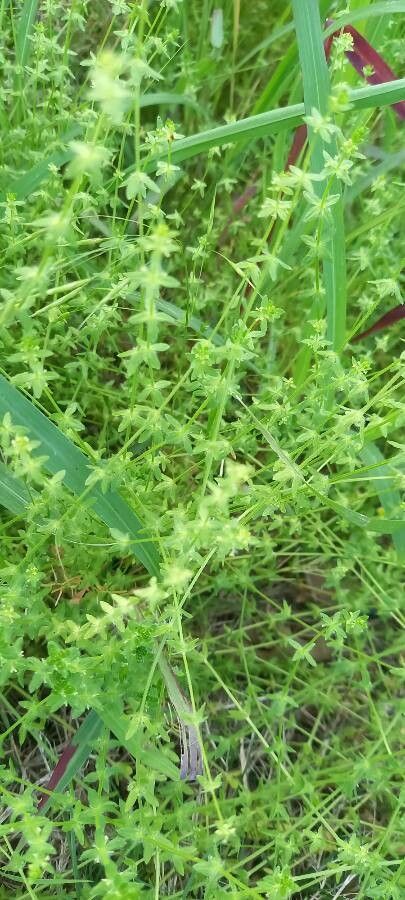 Cruciata pedemontana — related species from the same genus
