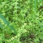 Cruciata pedemontana