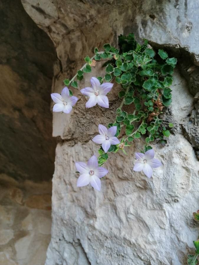 Campanula fragilis habit