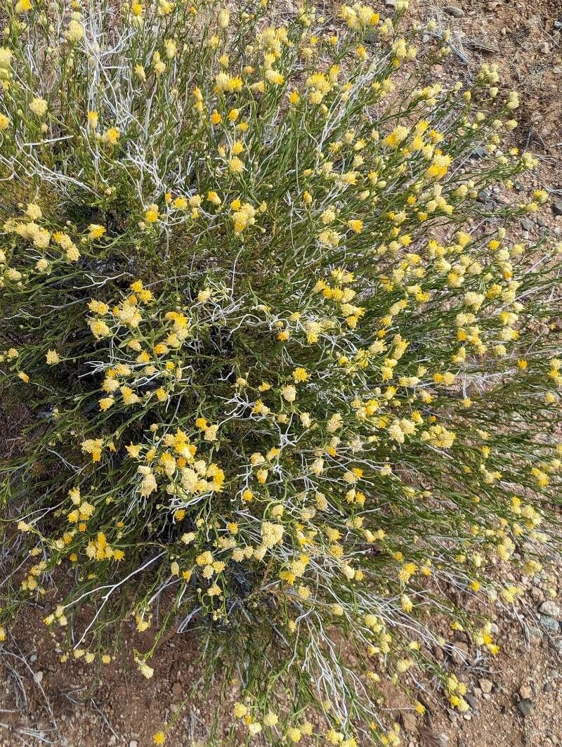 Acamptopappus shockleyi habit