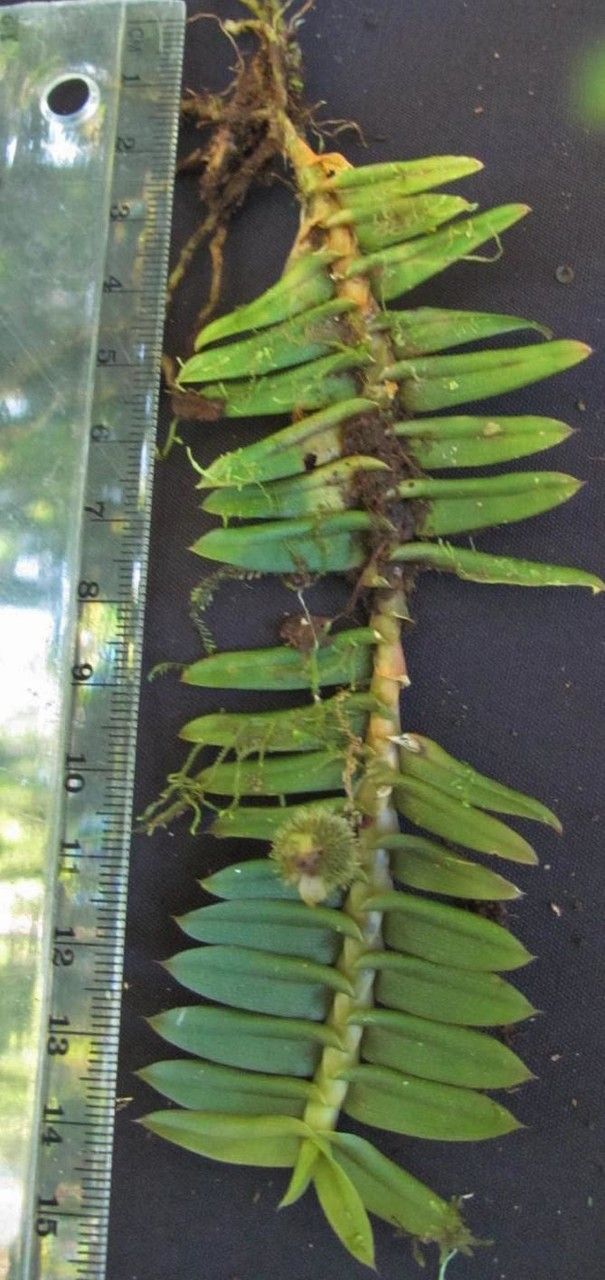 Dichaea dammeriana — houseplant care guide