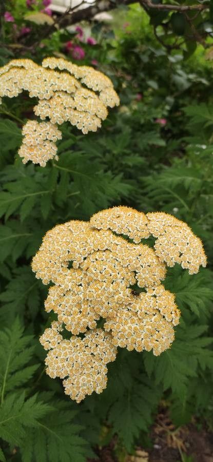 Achillea chrysocoma flower