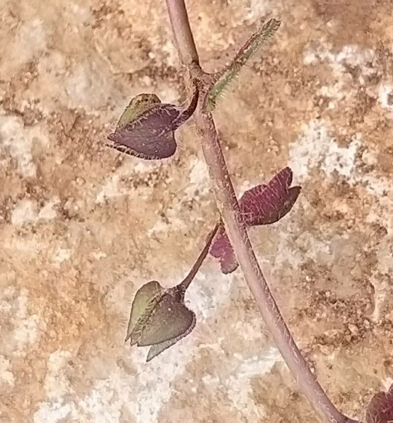 Veronica triloba fruit