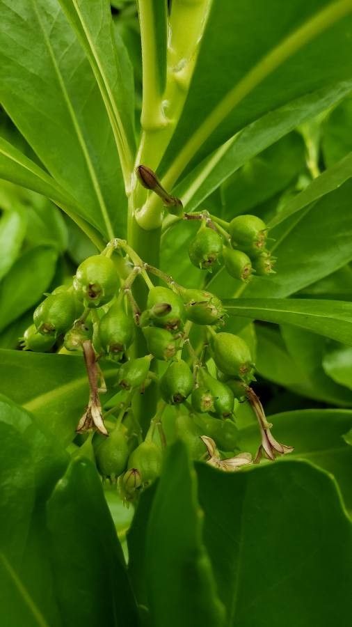 Scaevola taccada fruit