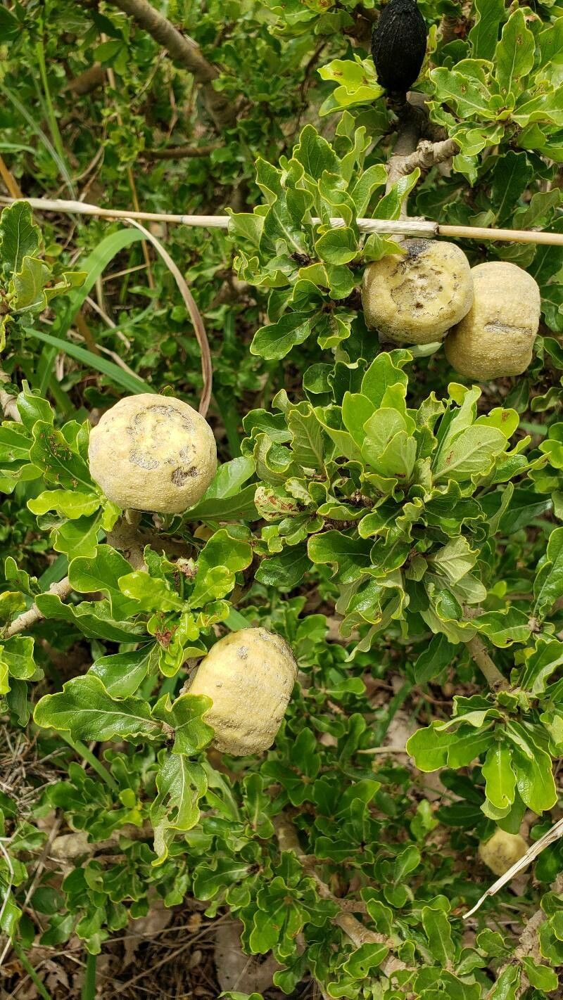 Gardenia ternifolia fruit