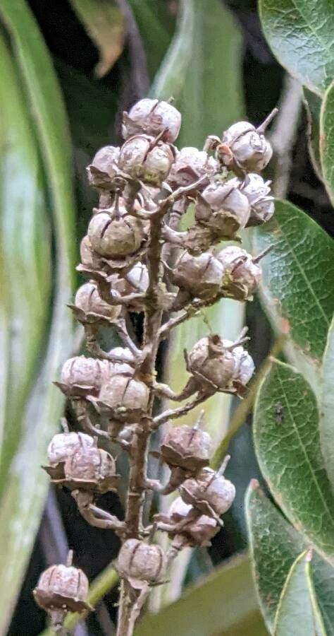 Agarista buxifolia fruit