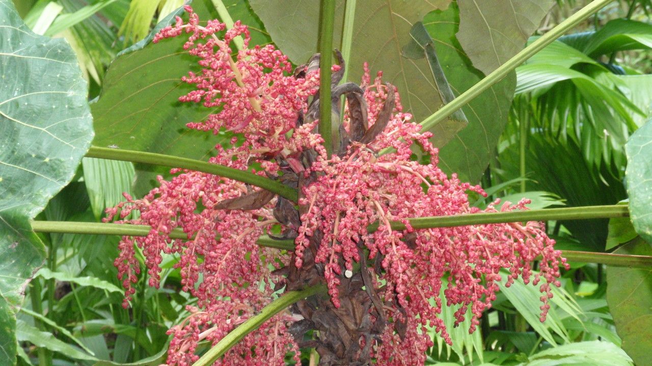 Macaranga grandifolia flower