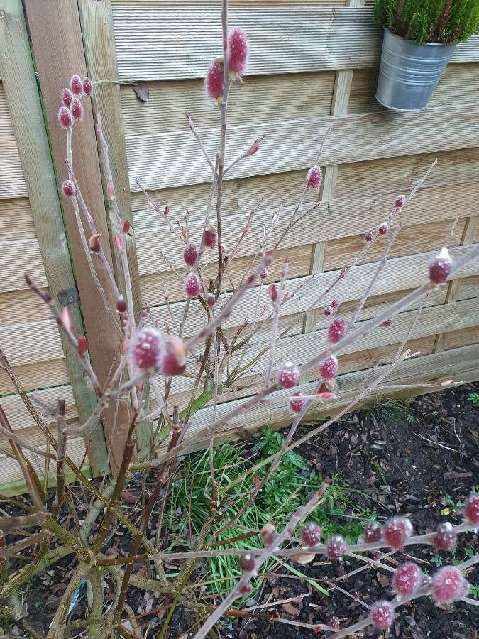 Salix gracilistyla flower