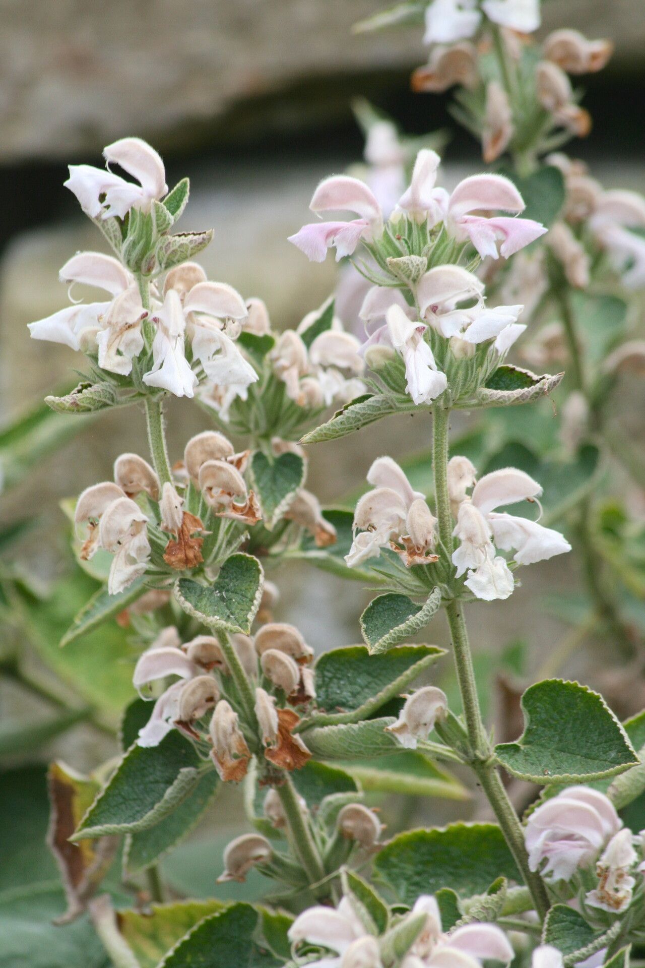 Phlomis bovei flower