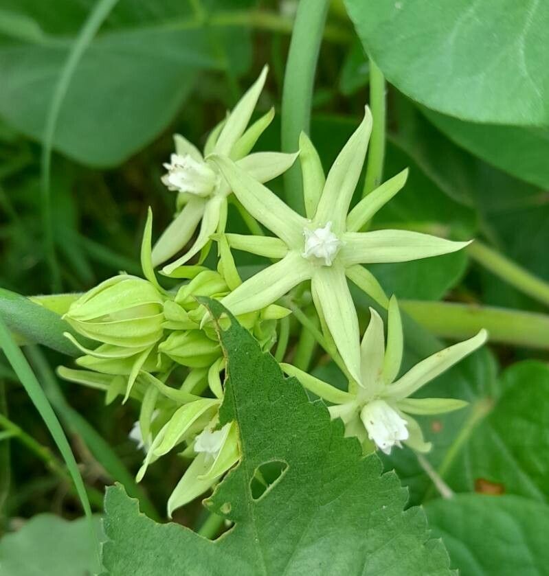 Araujia odorata flower