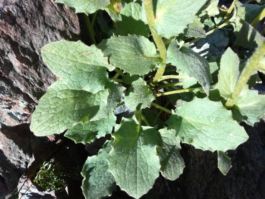 Doronicum grandiflorum leaf