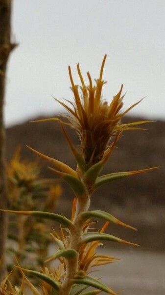 Chuquiraga atacamensis leaf