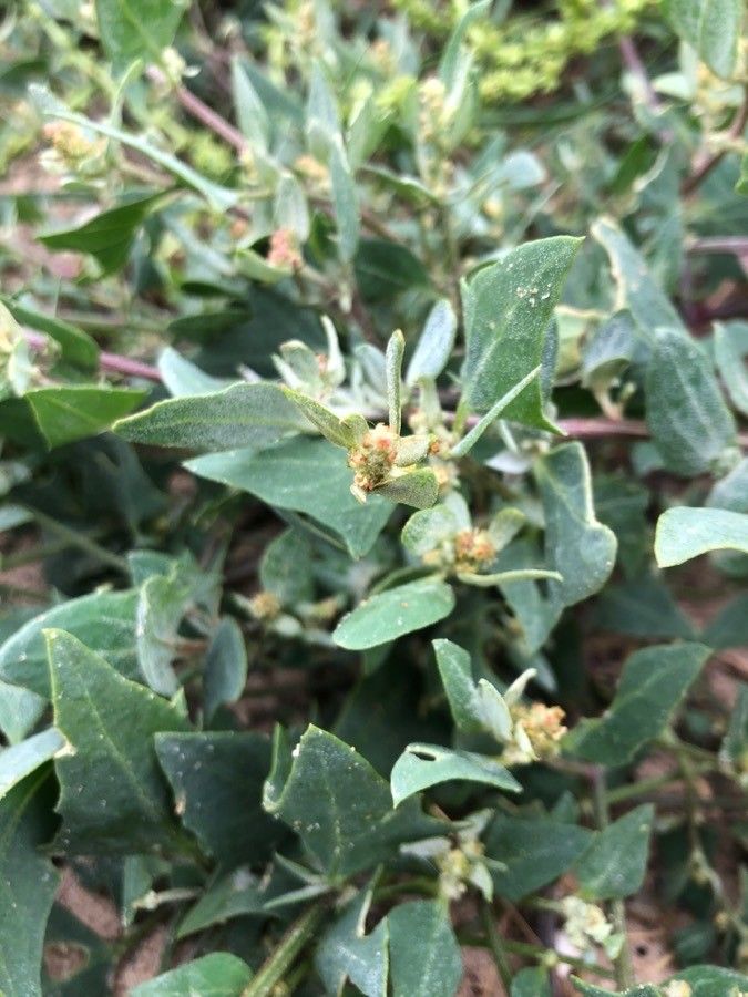 Atriplex laciniata flower