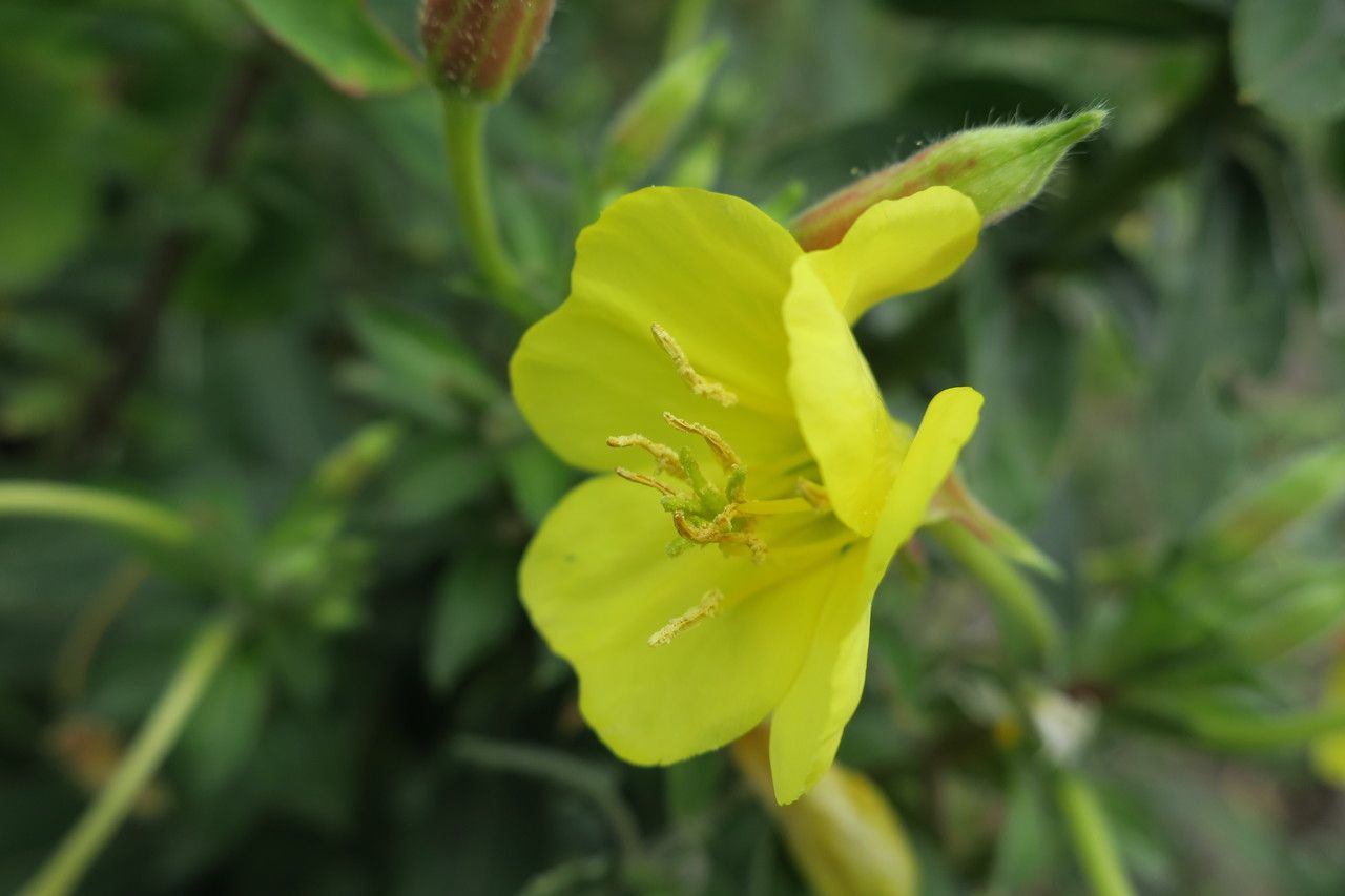 Oenothera oakesiana flower