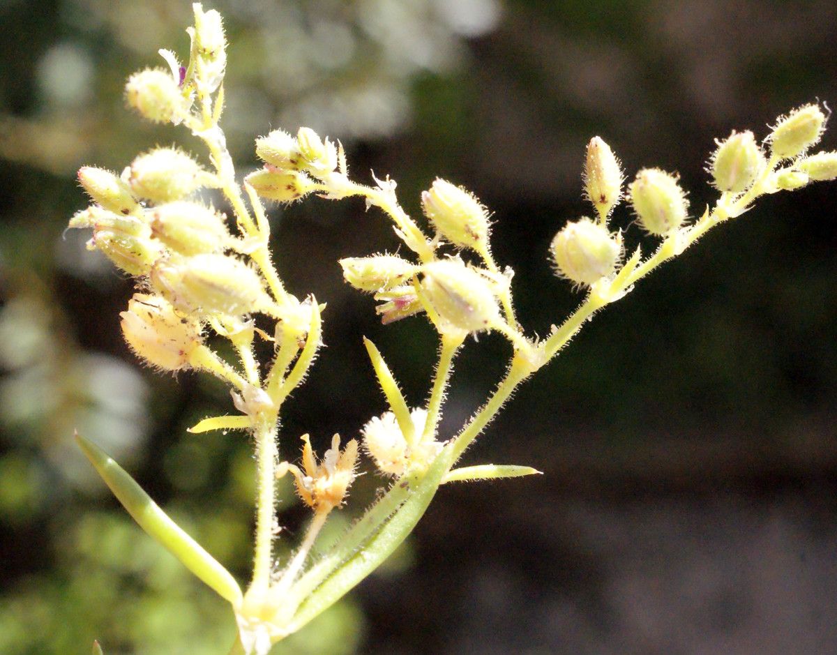Spergula bocconii fruit