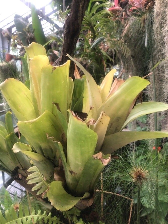 Billbergia pyramidalis — search result for 'Billbergia'