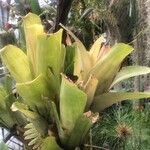 Billbergia pyramidalis