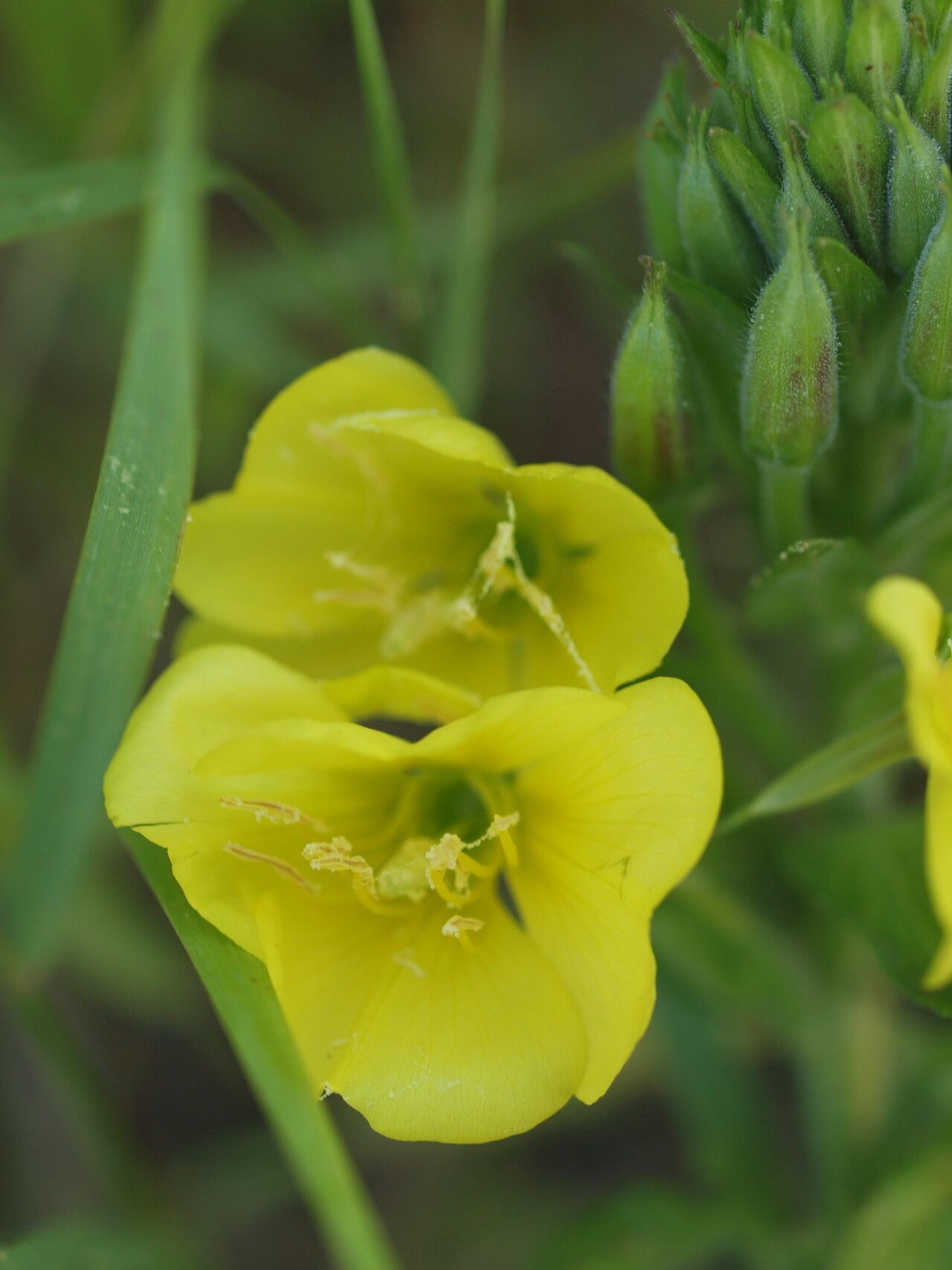 Oenothera pycnocarpa flower