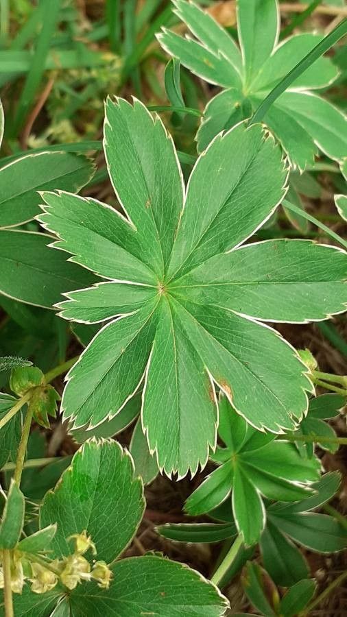 Alchemilla pallens — search result for 'Alchemilla'