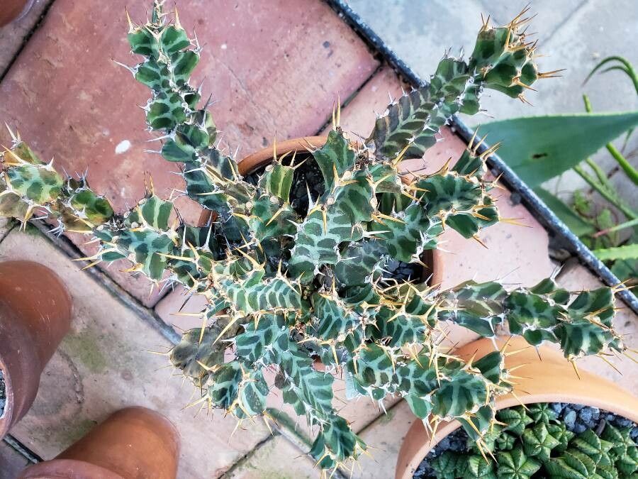 Euphorbia briquetii habit