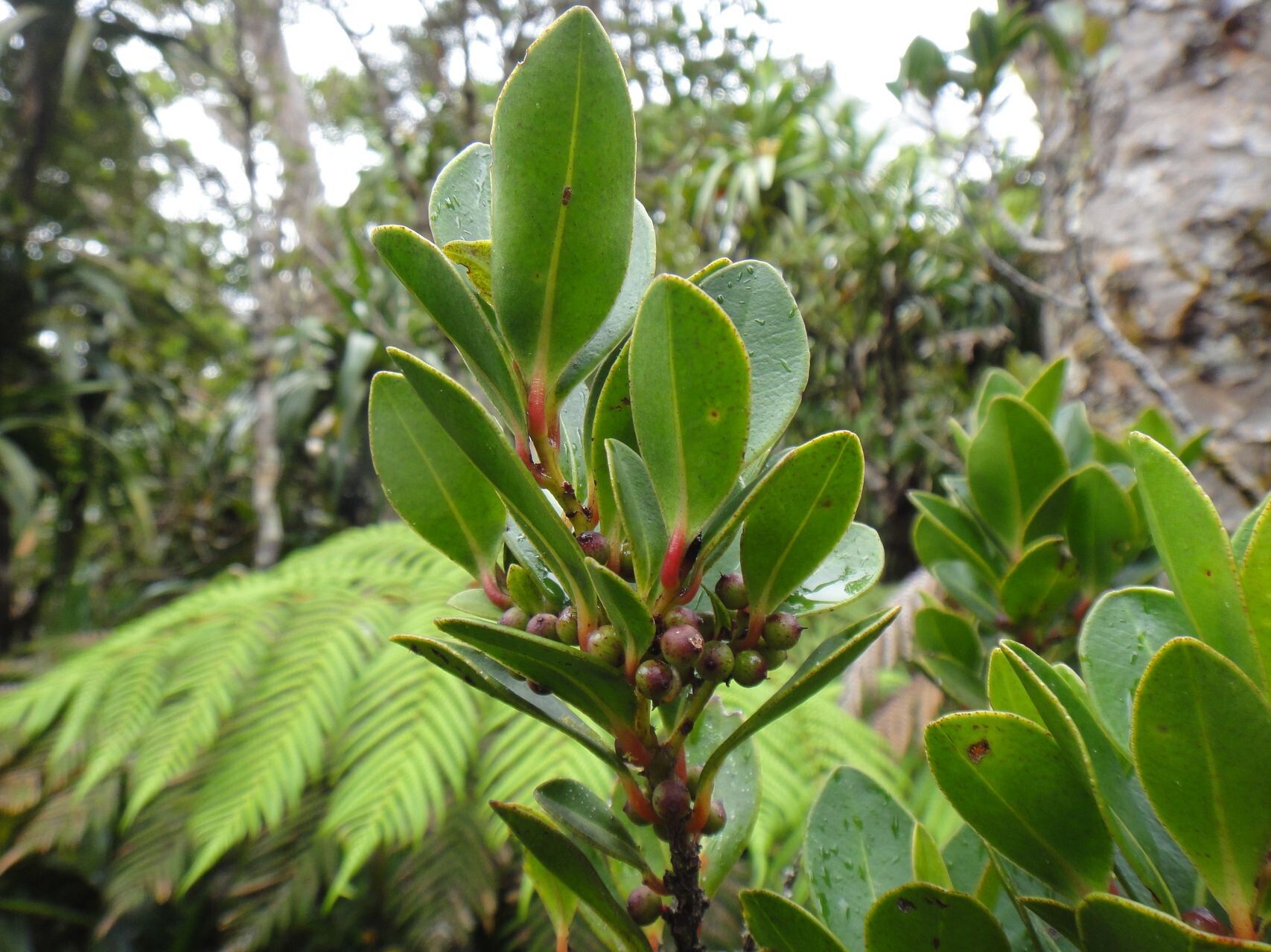 Myrsine paniensis habit