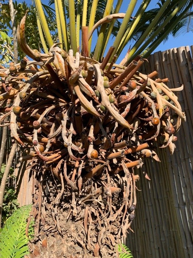 Cycas rumphii fruit