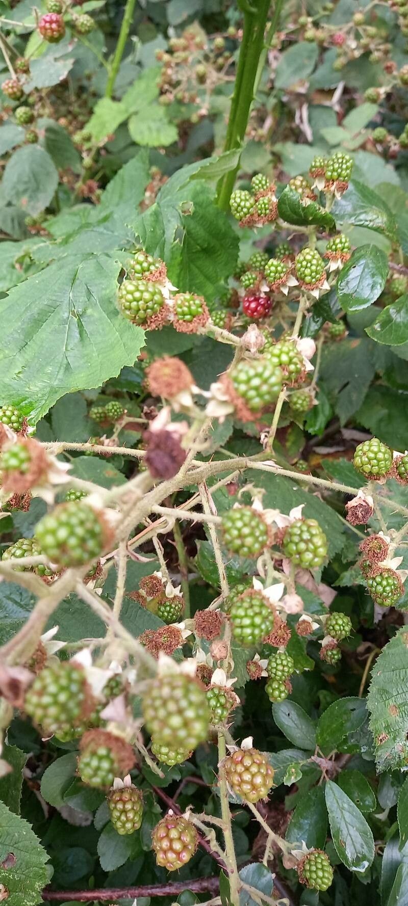 Rubus praecox fruit