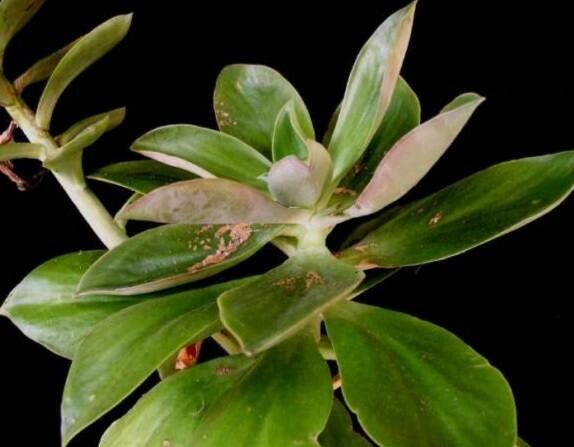 Echeveria maxonii leaf