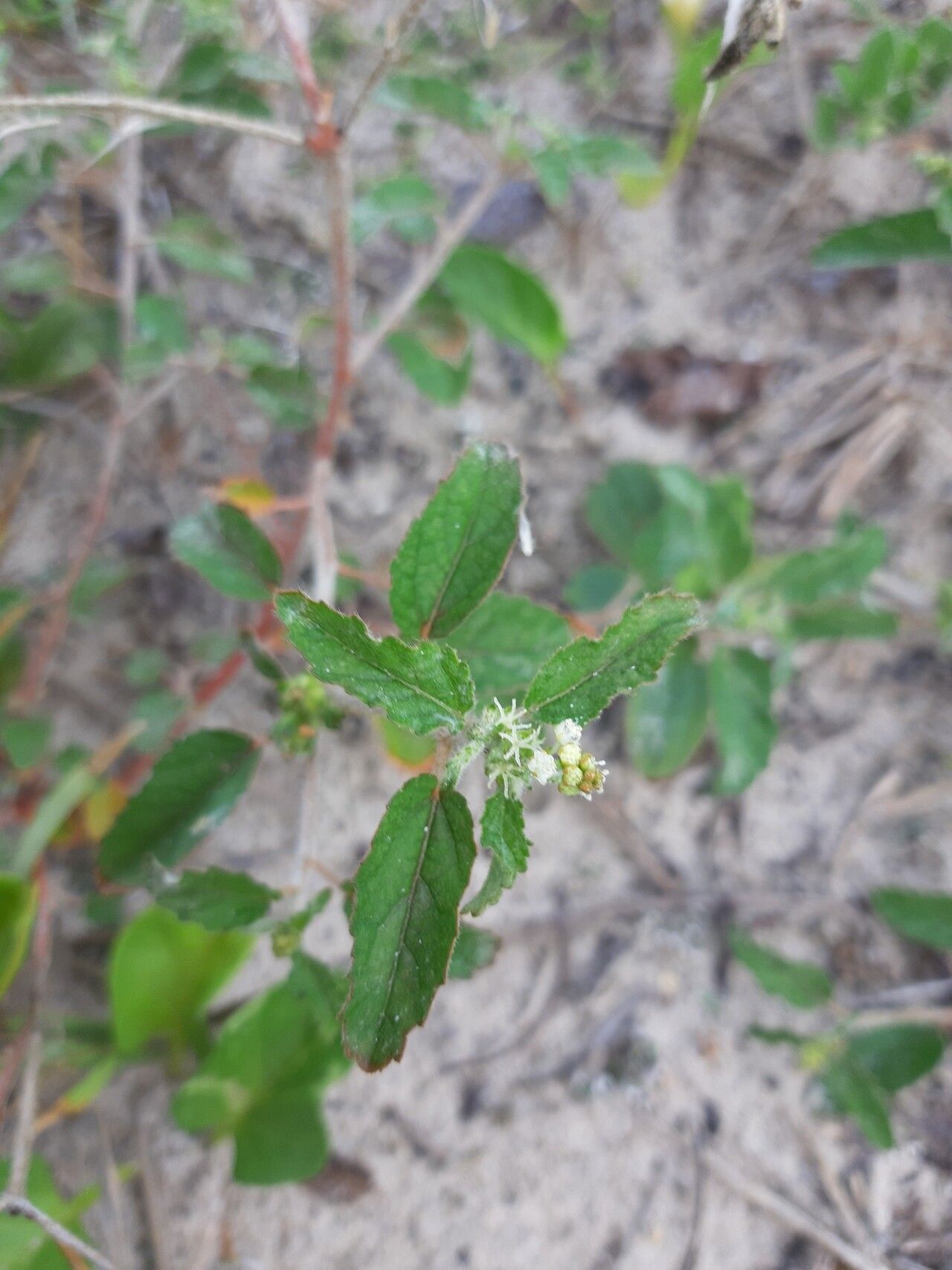 Croton lundianus flower
