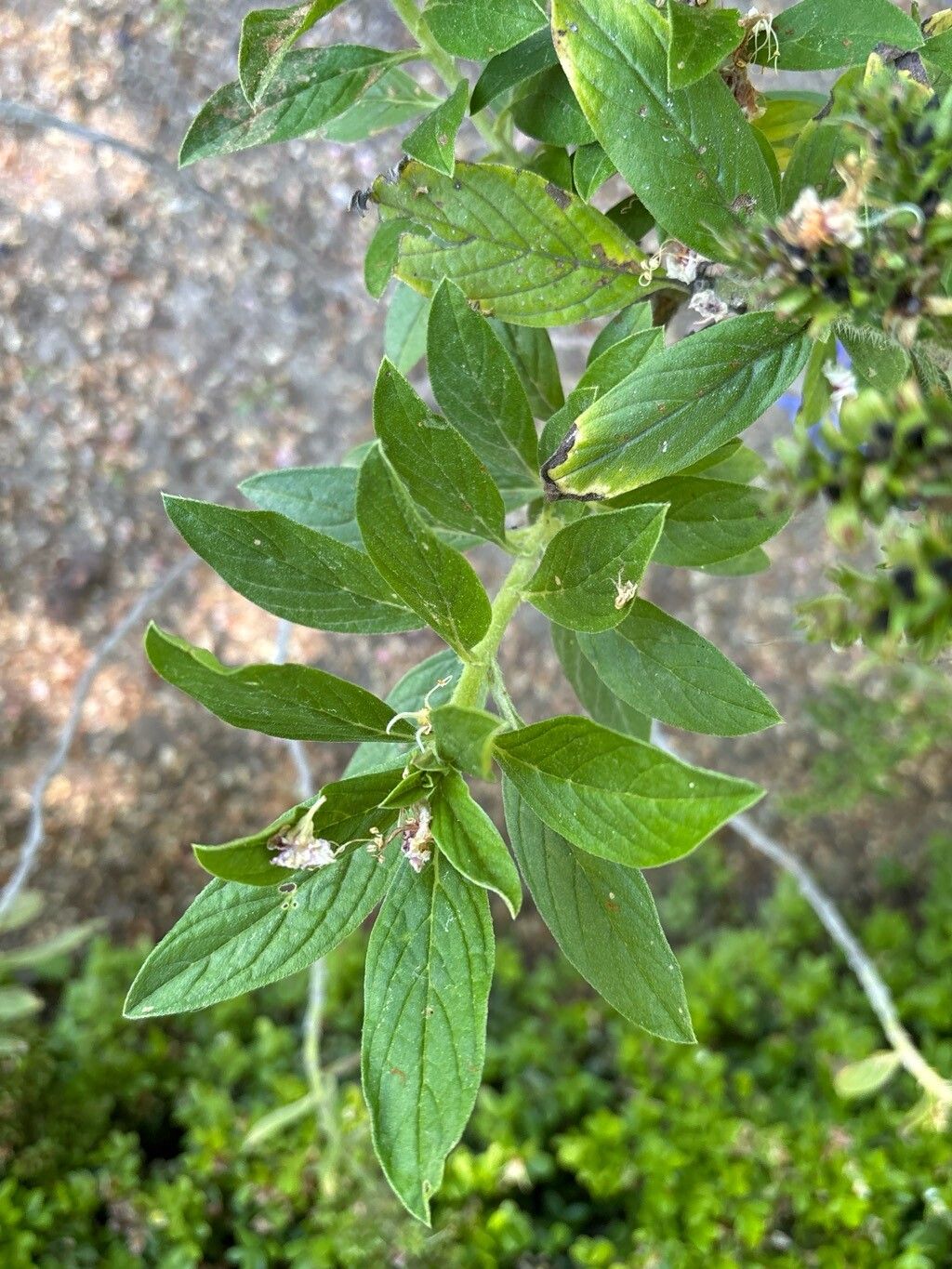 Echium handiense — houseplant care guide