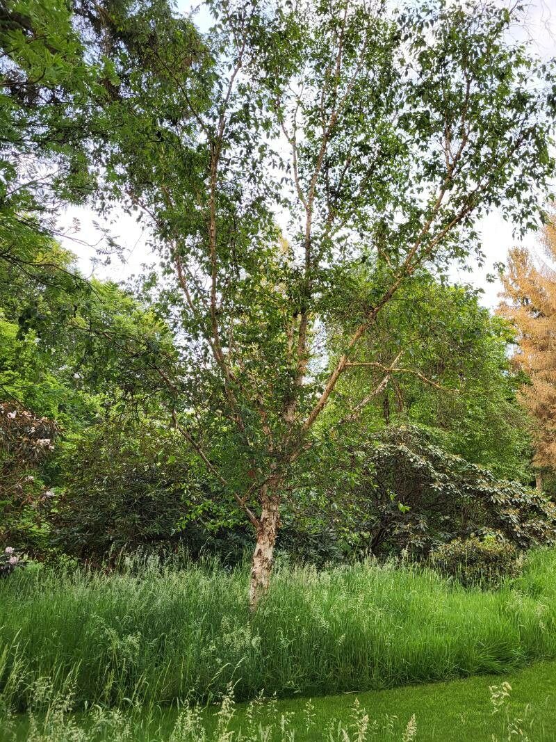 Betula costata habit