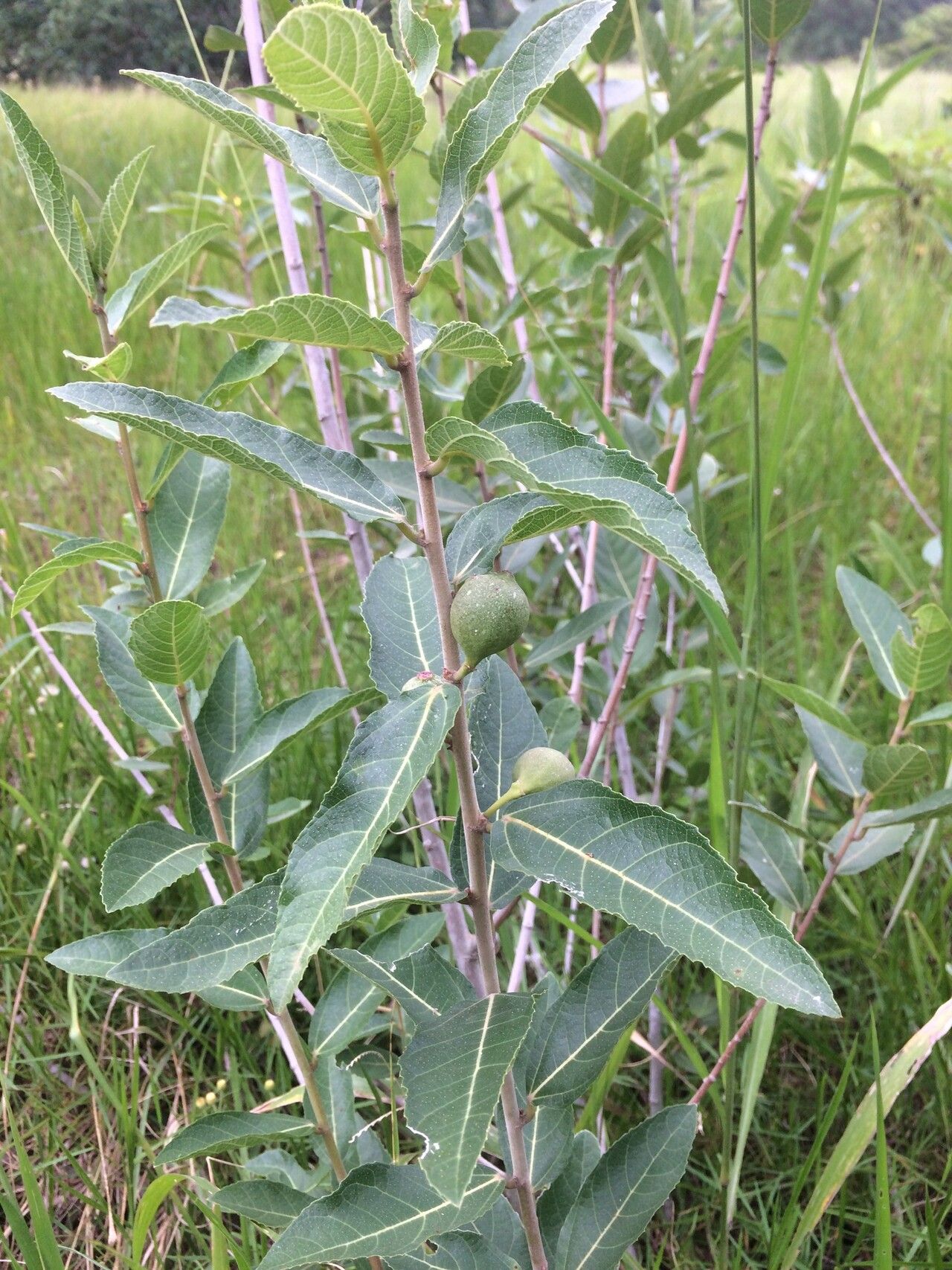 Ficus capreifolia habit