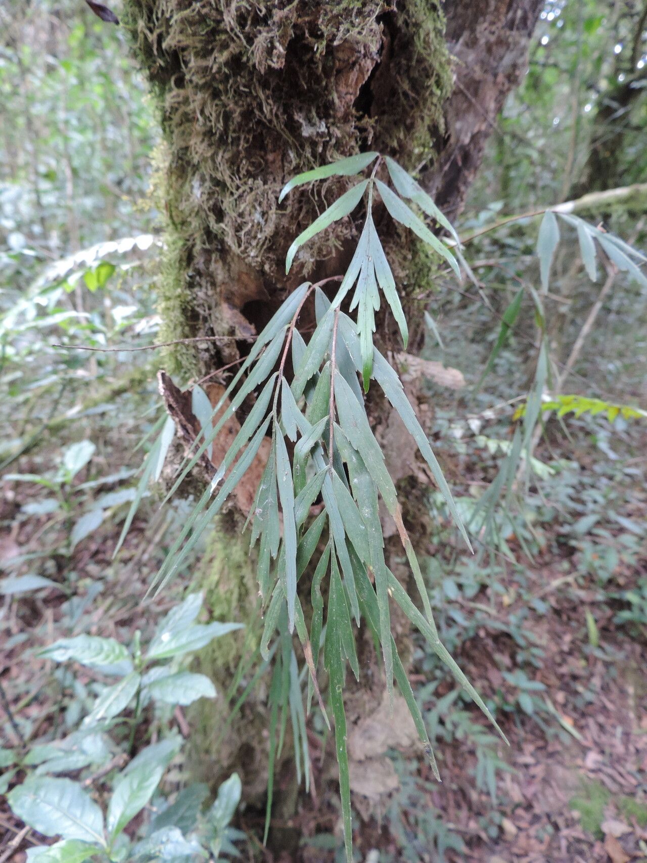 Asplenium tenuicaudatum leaf