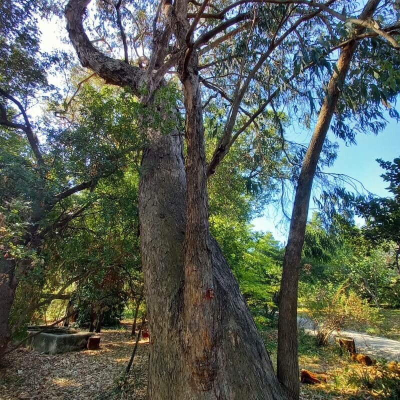 Eucalyptus goniocalyx habit