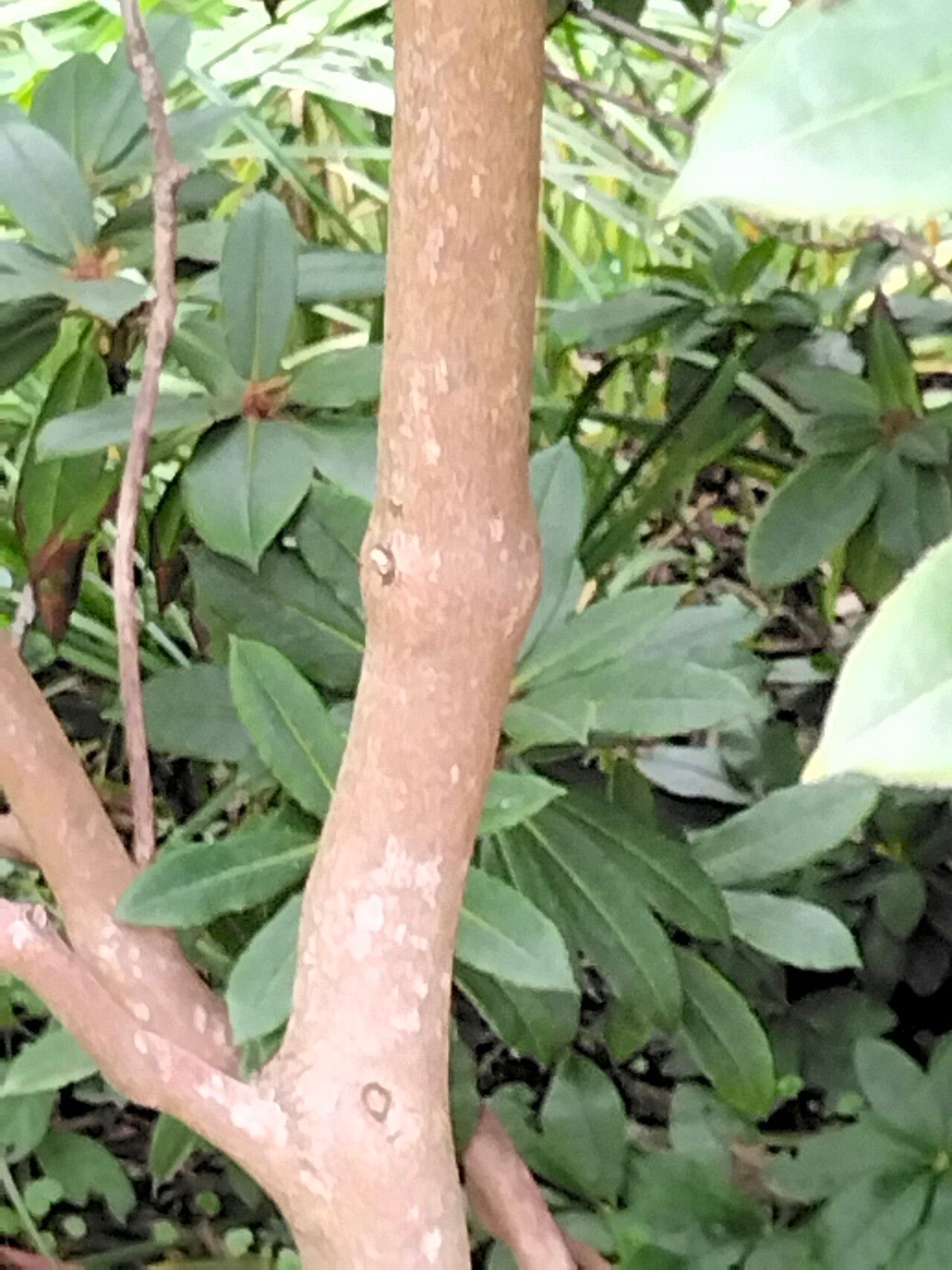 Rhododendron pachytrichum bark