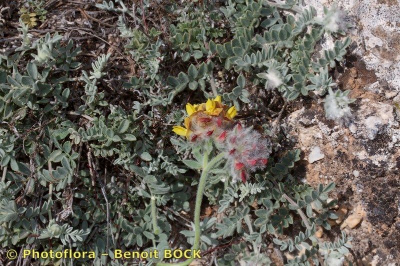 Anthyllis tejedensis habit